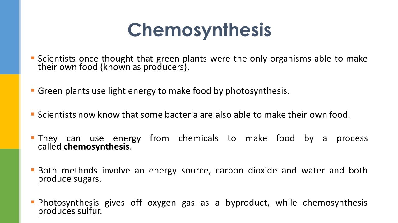 List of animals that use chemosynthesis